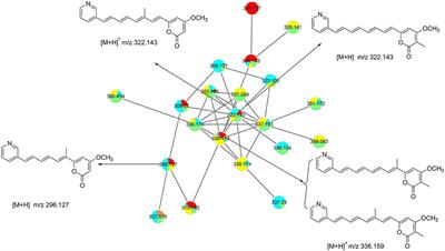 Structural identification of pyridinopyrone compounds with anti-neuroinflammatory activity from streptomyces sulphureus DSM 40104